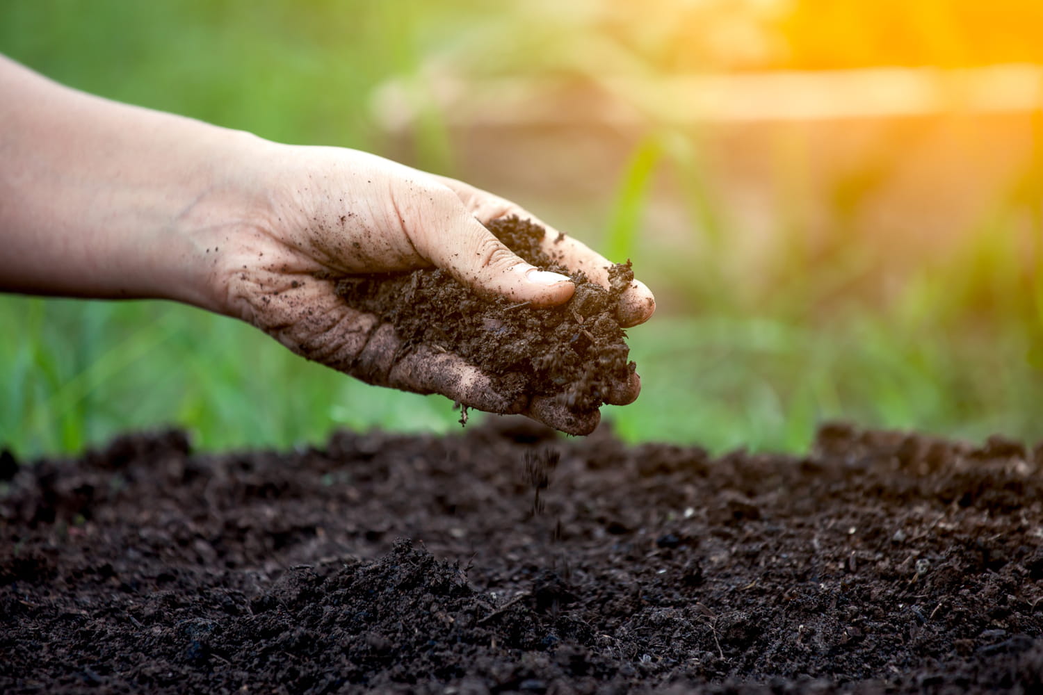 Premières plantations : Mise en place du Substrat et sable, mise en eau et  premi